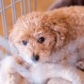 犬の夜鳴きを悪化さ…