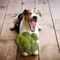 犬が食べても大丈夫…