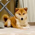 柴犬に『待て』をさ…