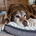 犬が不健康な時の『…