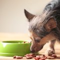 どうしよう！犬がご…