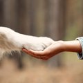 犬が指示をしていな…