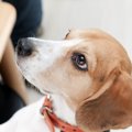 「慣れること」は犬…