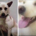 保護犬が初めて見せ…