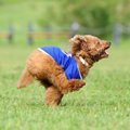 なぜ突然！？犬が急…