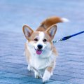 知っておきたい！犬…