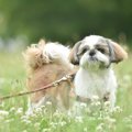 【獣医師監修】シー…