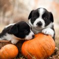 犬が食べても大丈夫…