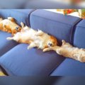 犬と猫が『ソファー…