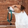 犬にとって超危険な…