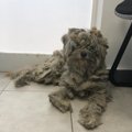 ギリシャで発生した…