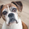人見知りな犬がよく…