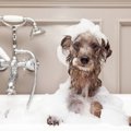 犬がお風呂嫌いにな…