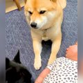 犬が『赤ちゃんを舐…