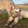 雨上がりに大型犬を…