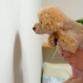 『賢い犬は壁に手を…