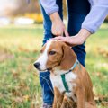 犬の『ベテラン飼い…
