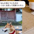 家族から『犬が動か…