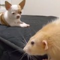 ネズミが気になって…
