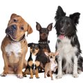 知ってた？犬の身体…