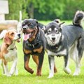 犬を『多頭飼いして…