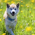 犬をハッピーな気持…