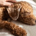 老犬に絶対NGな『お…