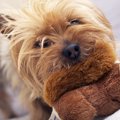 小型犬を飼うときに…