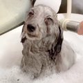 お風呂に入っている…