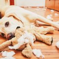 犬をお留守番させる…