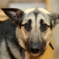 『ダメ犬』に育て上…