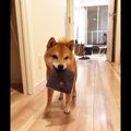 「お散歩にはハンカ…