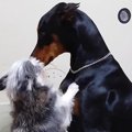 大型犬が大騒ぎした…