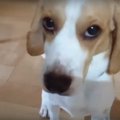 愛犬に疑惑の目を向…
