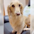 犬を叱った結果…姉犬…