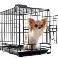犬のハウスはどのく…