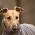 犬の骨肉腫、抗がん…