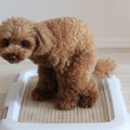 犬がトイレを覚えて…