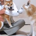 雷を怖がる柴犬コン…