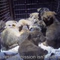 狭い洞窟に子犬が1匹…