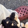 赤ちゃん犬が『初め…