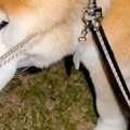 草むらに夢中になり…