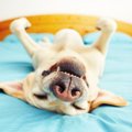 犬が『眠た～い』と…