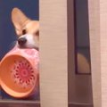 犬が食器をベランダ…