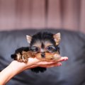 超小型犬はかわいい…