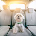 犬を車内に残す危険…