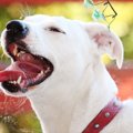 犬の嘔吐物から病気…