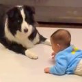 『きゃー！！』赤ち…