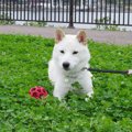 遊びの途中で愛犬の…
