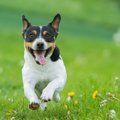 なぜ犬の寿命は年々…